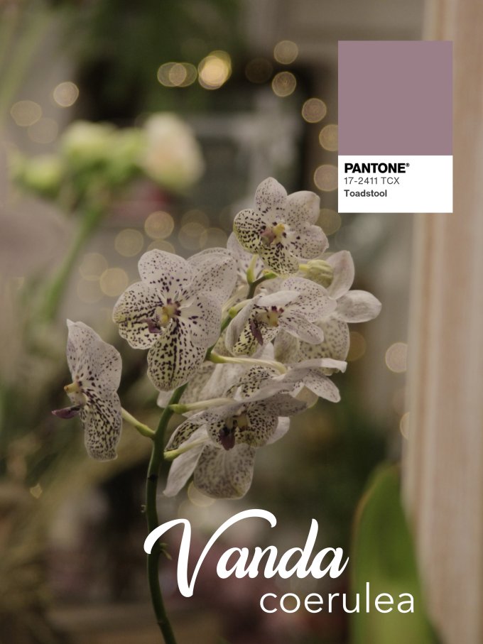 Fleurs de janvier photo 2